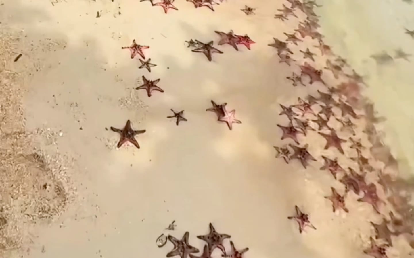 Starfish forming a long line along the Rach Vem shallows