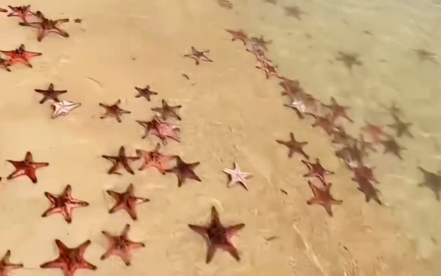 A cluster of red starfish on the sand in Rach Vem’s shallow water